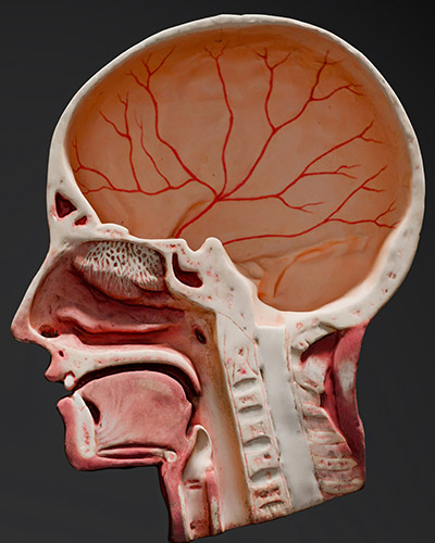 Endosopia nasale a fibre ottiche rigide e flessibili_vert_col